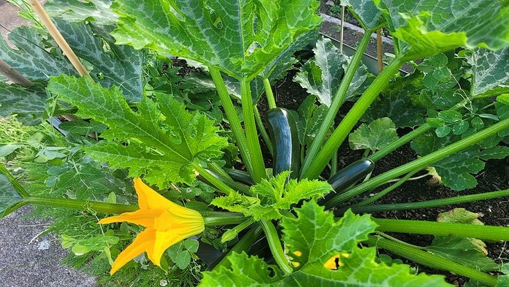 38+ Gemüsegarten Pachten Hamburg, Das ist kein problem, denn wir